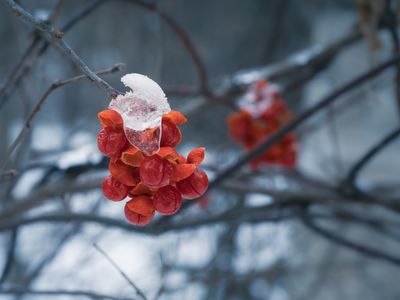 Berries