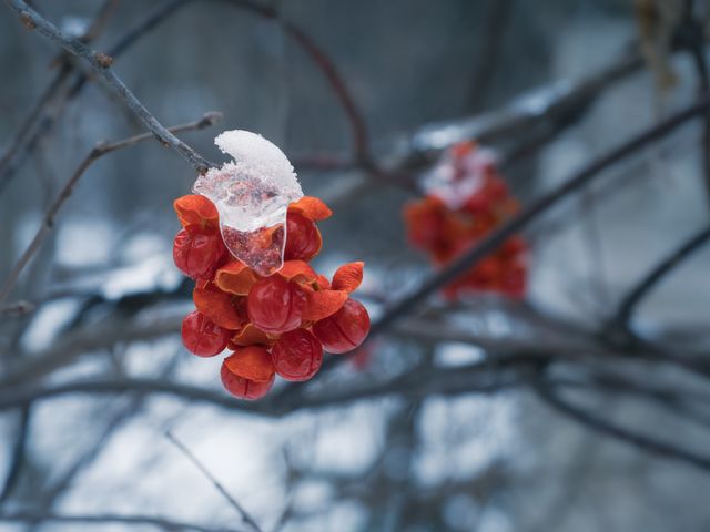 Berries