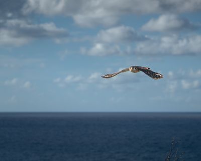 Peregrine Falcon