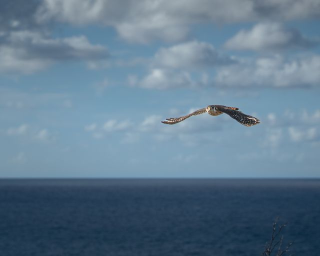 Peregrine Falcon