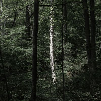 A birch between the maples