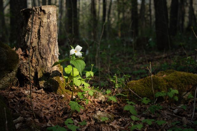A Lonely Trillium