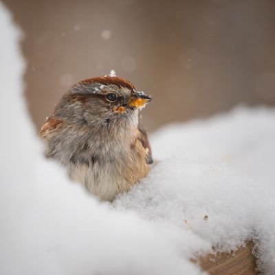 Hard times for sparrows