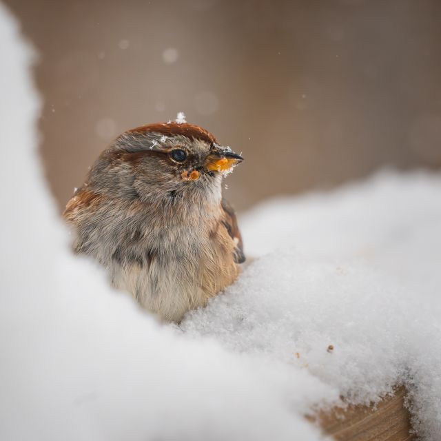 Hard times for sparrows