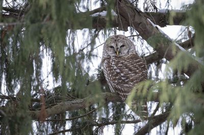 Barred Owl