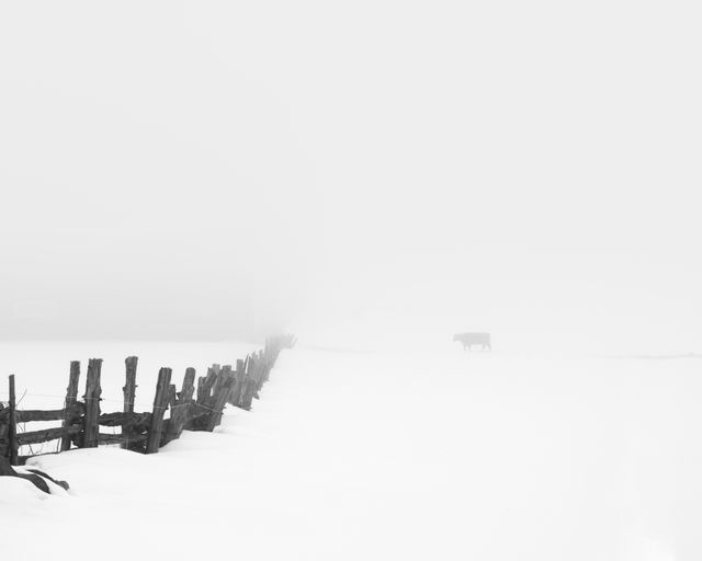 Creatures in the mist