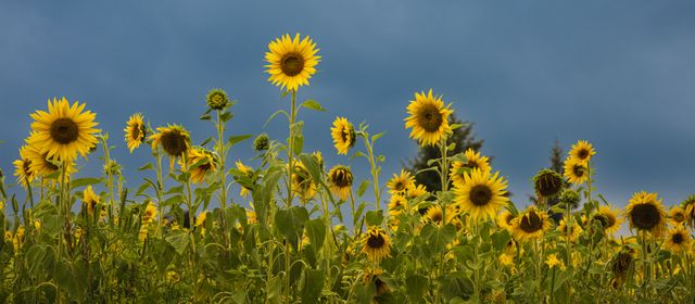 Sunflowers